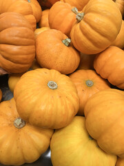 Fresh organic and colorful pumpkins. Halloween holiday. All saints harvesting. Festivals