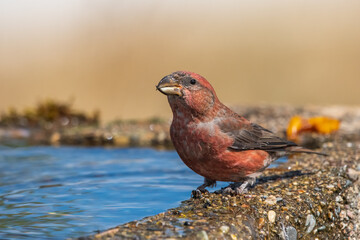 Çaprazgaga » Red Crossbill » Loxia curvirostra