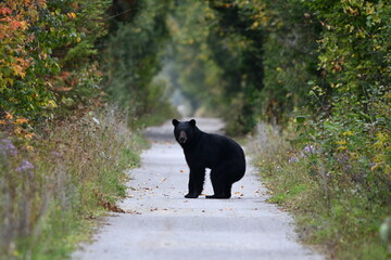 Black Bear sees people walking on trail and stands up on hind feet for a better look before...