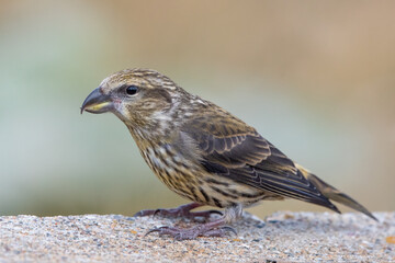 Çaprazgaga » Red Crossbill » Loxia curvirostra
