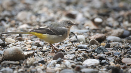 bird, spatz, natur, tier, wild lebende tiere, wild, braun, schnabel,
