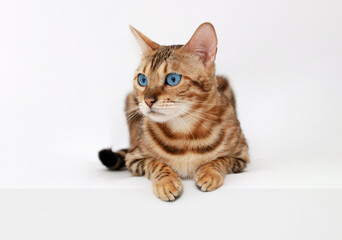 Funny Spotted Bengal kitten with beautiful big blue eyes lying on white table. Lovely fluffy cat. Free space for text.