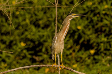 Aves