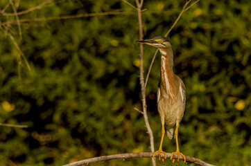 Aves