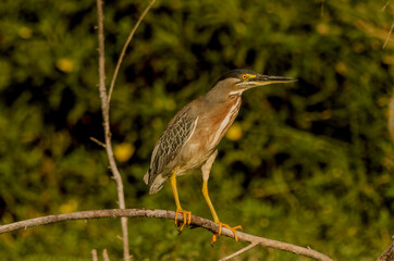 Aves