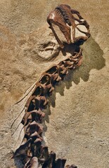Dinosaur fossil partially revealed.  Dinosaur national monument