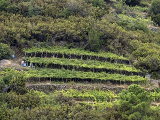 Tuinposter cinque terre wine grapevine sciacchetra wine © Andrea Izzotti