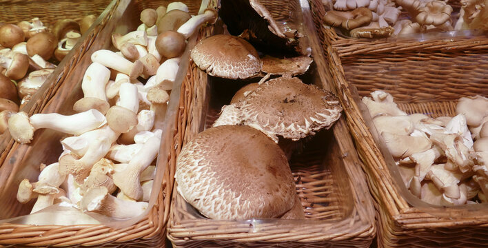 Portobello mushroom, big Champignon species in basket. 