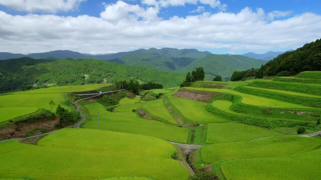 収穫前の棚田の風景