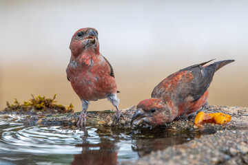 Çaprazgaga » Red Crossbill » Loxia curvirostra