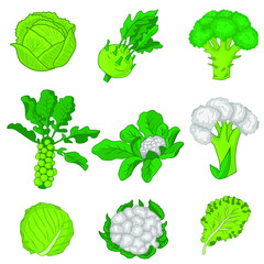 Set of cabbage with broccoli, cauliflower, savoy, kohlrabi, Brussel sprouts,  lettuce and green cabbage. Fresh and healthy food. Vegetarian nutrition. Hand-drawn vector illustration
