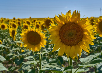 Sunflower field in the summer