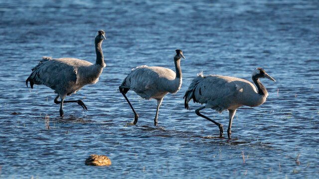 Common crane in the water