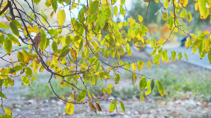 Faded green leaves on tree branch. Autumn time concept.