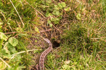 lizard (Lacerta agilis) in the grass