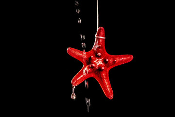 Closeup shot of a red starfish on a black background