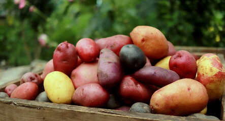 Fototapeta na wymiar organic multicolored potatoes close up selective focus.