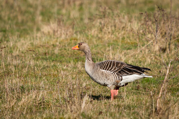 greylag goose looking out