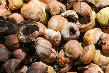 a pile of brown coconut skin. it's easy to find it at a traditional market. coconut skin that has...