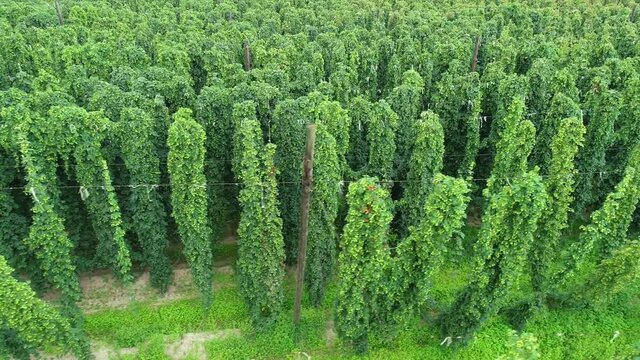 Hops field aerial close view. Huge hops plantation during harvesting. Traditional beer production with ecological hop flowers. Flying over a plantation full of lush green hops plants.