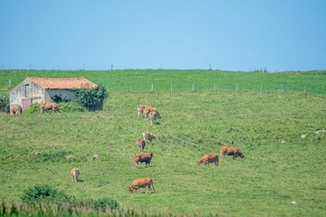 Naklejka na ściany i meble Cows grazing in the green meadows of the Province of Santander, during a sunny summer day