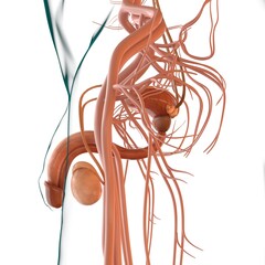 Male Reproductive System Anatomy For Medical Concept 3D Rendering