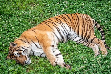 Orange tiger with black stripes lying and resting on green grass during sunny day