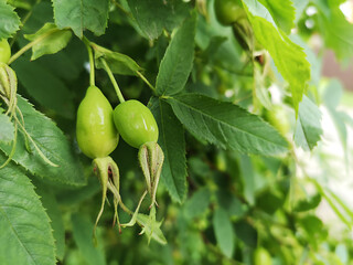 Obraz premium Green rose hips on a branch of a bush on a summer day