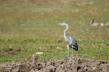 Gri balıkçıl » Grey Heron » Ardea cinerea