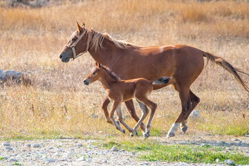 horse and foal