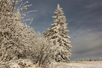 snow covered pine trees