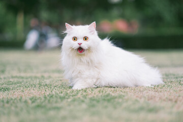 Naklejka na ściany i meble hite persian cat on grass
