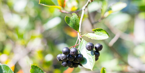 Black and red Rowan. Types of Rowan. Red and black berries. Autumn