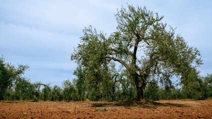 Fototapeta na wymiar Harvested fresh olives in a field for olive oil production at Spain country