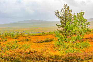 Fototapeta na wymiar Panorama with fir trees pines mountains nature landscape Hovden Norway.