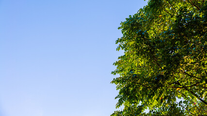 Fototapeta premium Branch trees against blue sky, bottom view. Natural green leave tree background