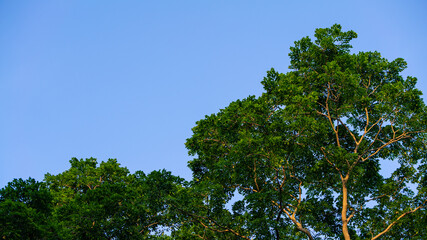 Beautiful spring scene of fresh foliage leaves forest ideal as nature background