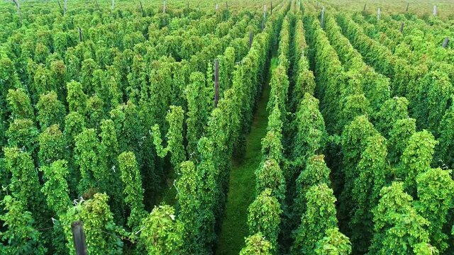 Hops field aerial close view. Huge hops plantation during harvesting. Traditional beer production with ecological hop flowers. Flying over a plantation full of lush green hops plants.