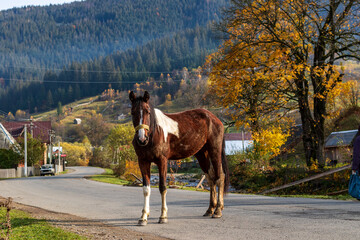 A horse stands on the carriageway of a winding road in a small mountain village. Colorful autumn. Panoramic view.