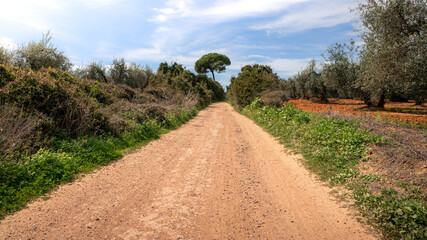 Fototapeta na wymiar Dirt road and hiking trail track between wheat field and countryside scenery.
