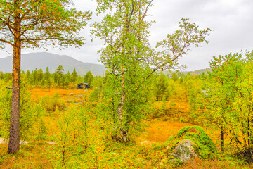 Panorama with fir trees pines mountains nature landscape Hovden Norway.