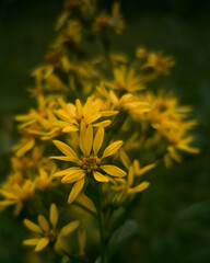 yellow flower