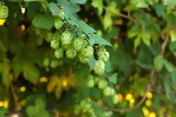 Humulus lupulus. Ripened hop cones. Beer brewing ingredients hop.