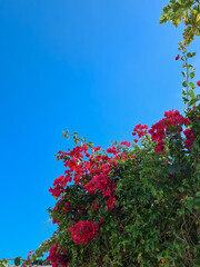 Céu azul com flores rosas