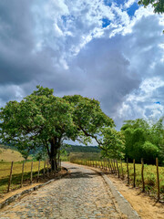 Fototapeta na wymiar árvore na estrada e céu nublado