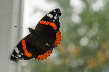 A beautiful multi-colored butterfly that sits on the window glass with its wings open