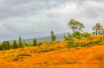 Fototapeta na wymiar Panorama with fir trees pines mountains nature landscape Hovden Norway.
