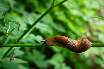 Killer snale on a leaf