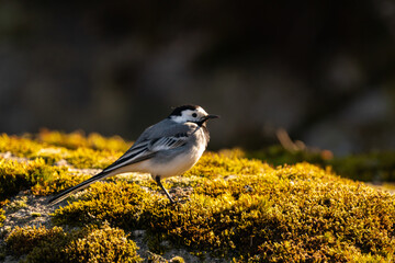 White Wagtail in Eriksberg, Blekinge, Sweden