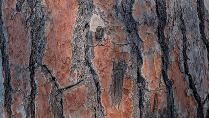 Stone pine tree trunk. The brown bark of old tree as natural texture background